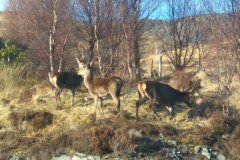 deer deer
