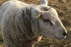 sheep