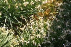 snowdrops